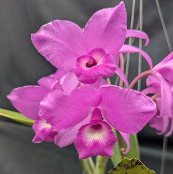 Cattleya skinneri color (5