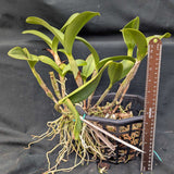 Cattleya skinneri color large plant (8"b)