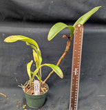 Cattleya skinneri alba 'El Hatillo' (4"p)