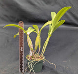 Cattleya skinneri color (5"p)