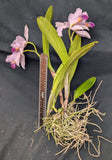 Cattleya trianaei coerulea x sib (BR)