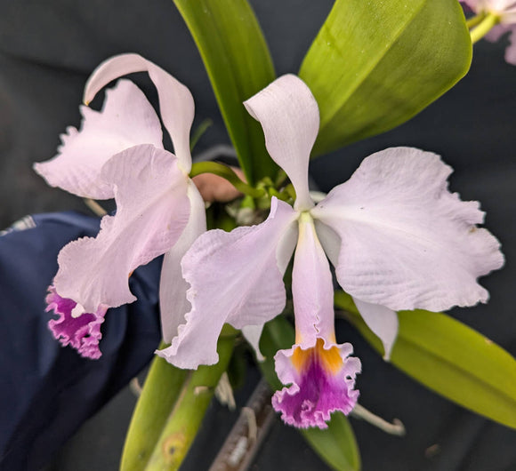 Cattleya trianaei coerulea x sib (BR)