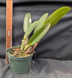 Cattleya trianaei color (5"p)