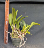 Cattleya trianaei color (4"p)