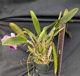 Cattleya trianaei color (4"p)