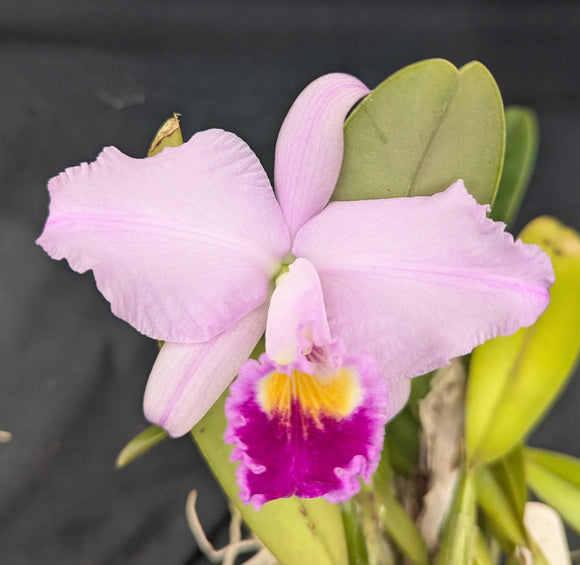 Cattleya trianaei color (4