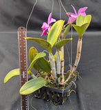 C. violacea 'Alex Graf'  8" basket