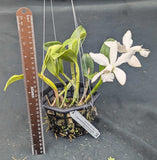 Cattleya violacea alba 'Graf's Fall Snow' (6"b)
