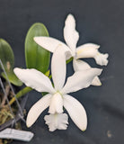 Cattleya violacea alba 'Graf's Fall Snow' (6"b)
