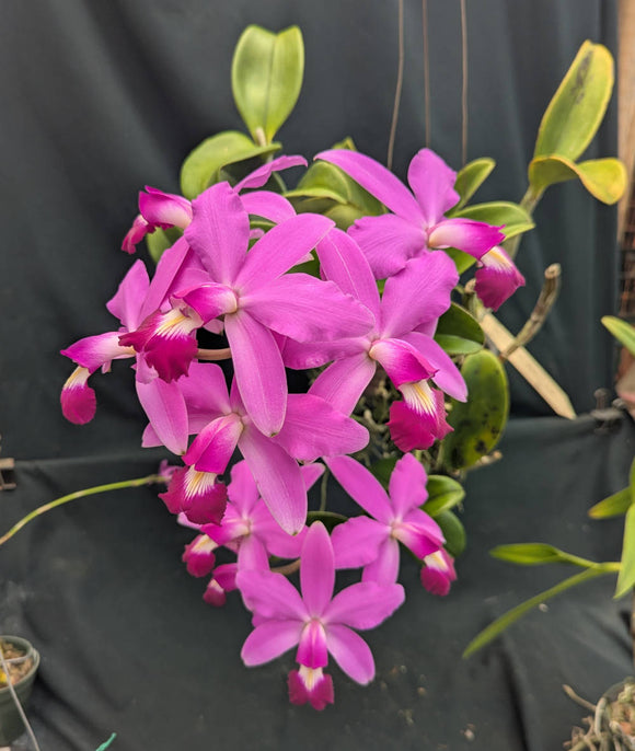 Cattleya violacea 'Sarasota' AM/AOS Large Plant