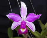 Cattleya violacea Striata 'Henrique' (3"b)