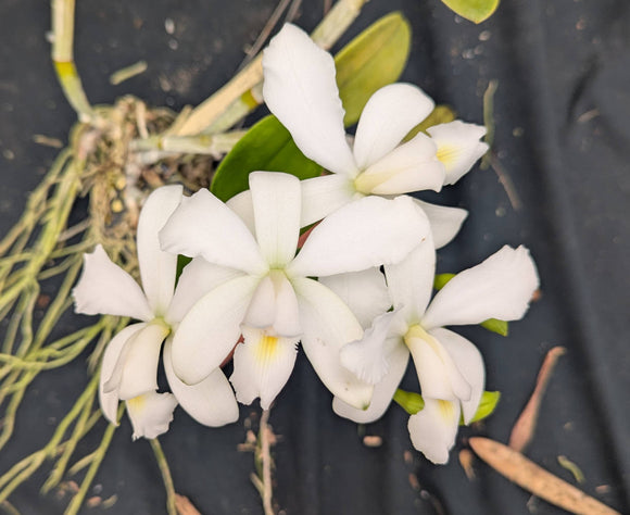 Cattleya violacea alba 'Graf's White Spring' (4