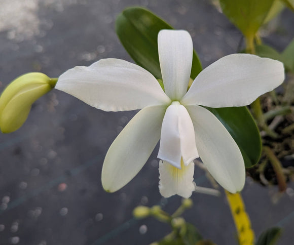 Cattleya violacea alba (4