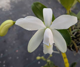Cattleya violacea alba (4"b)