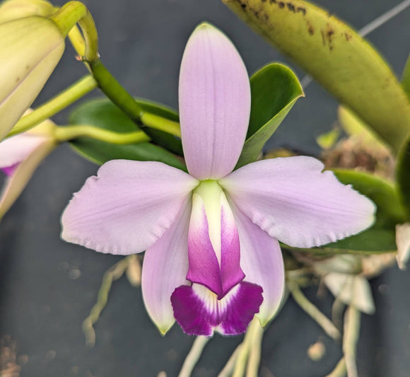 Cattleya violacea coerulea 'Blue Star'