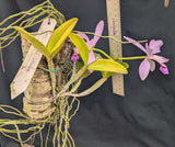 Cattleya violacea coerulescens 'ODO' (mounted)