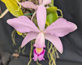 Cattleya violacea coerulescens 'ODO' (mounted)
