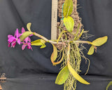 Cattleya violacea Color (mounted)