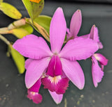 Cattleya violacea, large mounted plant