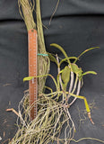 Cattleya violacea, mounted on driftwood