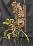 Cattleya violacea, mounted plant