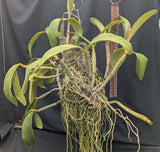 Cattleya violacea, large mounted plant