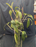 Cattleya violacea, large mounted plant