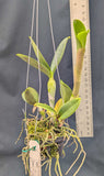 Cattleya violacea Striata 'Henrique' (3"b)