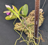 Cattleya violacea striata (mounted)<br>(C. violacea 'Splendor' x 'Tourepang')