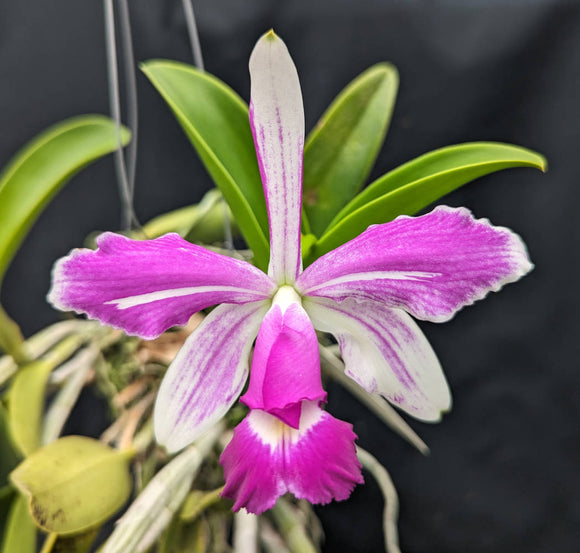 Cattleya violacea striata (mounted)<br>(C. violacea 'Splendor' x 'Tourepang')
