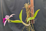 Cattleya violacea Striata  (mounted)