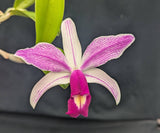 Cattleya violacea Striata  (mounted)