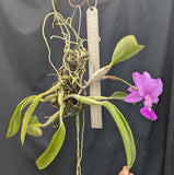 Cattleya walkeriana 'Isabel Rosalia Oliveros' x self (mounted)