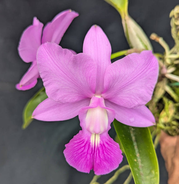 Cattleya walkeriana 'Isabel Rosalia Oliveros' x self (mounted)