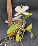 C. walkeriana alba (mounted)