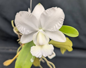 C. walkeriana alba (mounted)