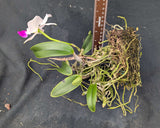 Cattleya walkeriana semi alba (mounted)