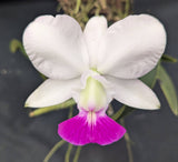 Cattleya walkeriana semi alba (mounted)