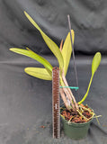Cattleya warscewicksii S/A 'Frau Melanie Beyrodt' (6"p)