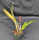 Cattleya warscewicksii S/A 'Frau Melanie Beyrodt' (6"p)