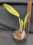Cattleya warscewicksii S/A 'Frau Melanie Beyrodt' FCC/RHS (4"p)