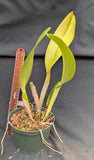 Cattleya warscewiczii (6"p)