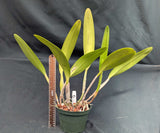 Cattleya warscewicksii S/A 'Frau Melanie Beyrodt' (6"p)