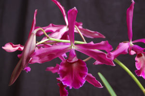Catyclia Lionetii  (5"p)<br> (L. purpurata x Enc. Cordigera)