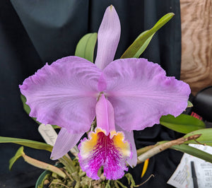 Cattleya lueddemanniana 'Graf's Picotee' (BR) Very Large Plant