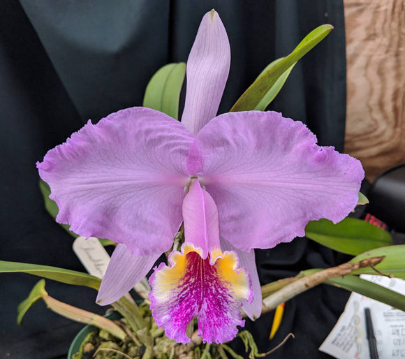 Cattleya lueddemanniana 'Graf's Picotee' (BR) Very Large Plant