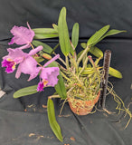 Cattleya lueddemanniana 'Graf's Picotee' (BR) Very Large Plant