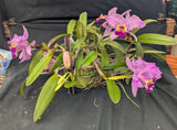 Cattleya lueddemanniana 'Infierno Venezolano' (BR) Very Large Plant