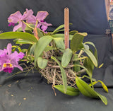 Cattleya lueddemanniana 'Infierno Venezolano' (BR) Very Large Plant