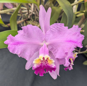 Cattleya lueddemanniana 'Infierno Venezolano' (BR) Very Large Plant